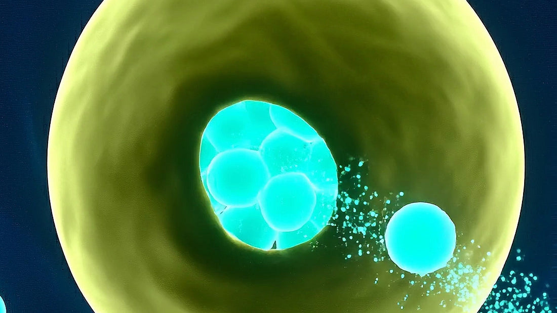 What Changes After 40: Your Cells' Cleanup Crew Is Slowing Down
