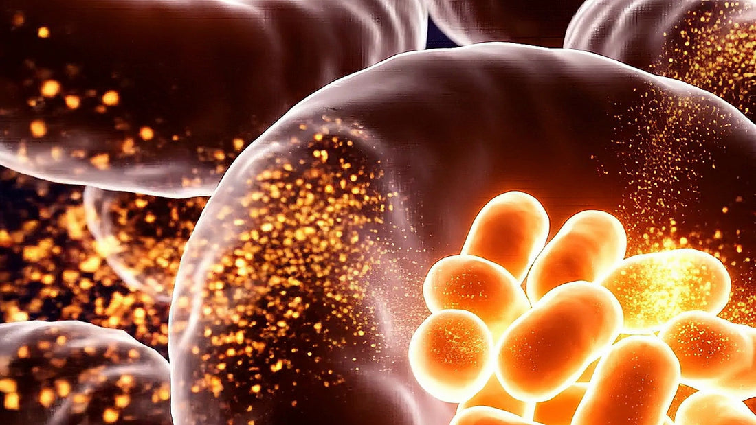 The Fat That Burns Calories: Why Your Brown Fat Fades After 40